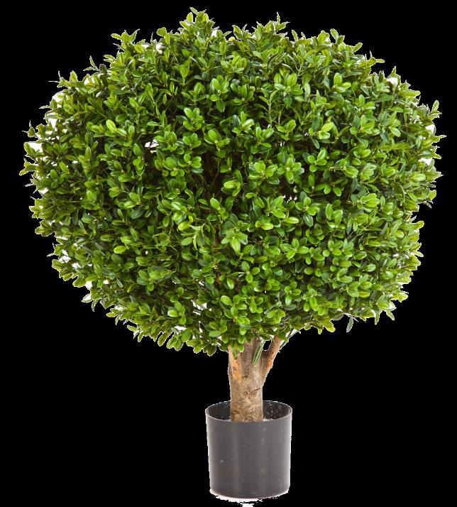 Plant - Buxus Ball: 35cm