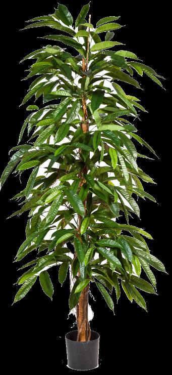 Longifolia: 150cm 159,- /Stk.