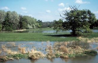Hochwasser- und Naturschutz an der Oberen Drau (K) Konkrete Maßnahmen: insgesamt wurden 10 Flusskilometer revitalisiert, 22 Augewässer geschaffen, rund 100 ha Auwald gesichert und drei