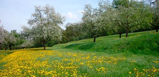 Wiesen und Weiden 101 Ehemalige Ackerterrassen Landschaftliche Bedeutung Ackerterrassen sind ein altes Kulturgut von hohem landschaftlichem Wert und zeugen vom einstmals weit verbreiteten Ackerbau.