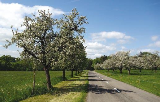 Bäume 401 Hochstamm-Obstbäume Landschaftliche Bedeutung Hochstammobstbäume sind eines der prägendsten Elemente der mittelthurgauer Kulturlandschaft.