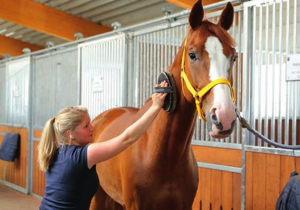 AUKTIONSPFLEGER GESUCHT AUCTION GROOMS REQUIRED Wir suchen Dich We want you Foto: Lafrentz Du möchtest die Verdener Auktion einmal von der anderen Seite miterleben?