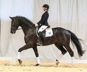 Perfect, top-class show-jumping horse for the ambitious rider with an international future ahead.