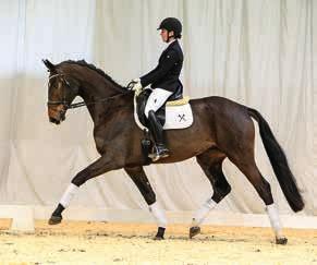 Show-jumping acrobat with impressive jumping powers. Calandra is sensitive in a positive way and easy to handle.