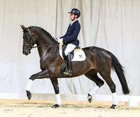 Very likable show-jumping horse. Don Chacco combines superb jumping qualities with outstanding rideability and work ethic.