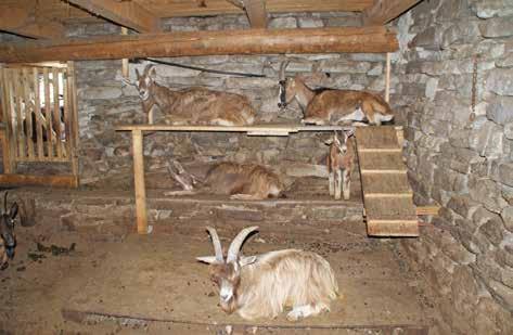 Damit es für die Tiere in den Steinhäusern genügend Platz gibt, sind an den Wänden auf verschiedenen Höhen «Ziegenregale» oder «Stockbetten», wie sie Kostka nennt, angebracht.