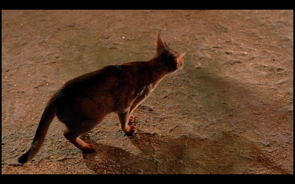 Abbildung 11: Szene 1 Die auf dem Boden gelandete Katze Sie erklingen, bis die Katze auf dem Boden landet.