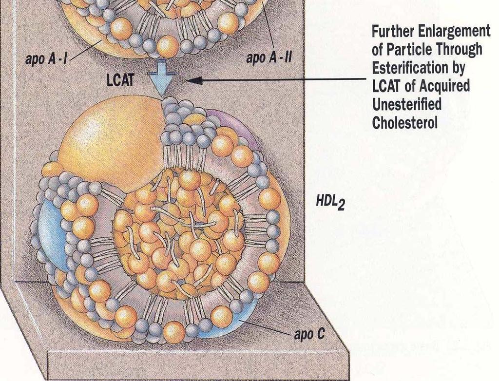 Cholesterin, das von LCAT verestert wird, reift