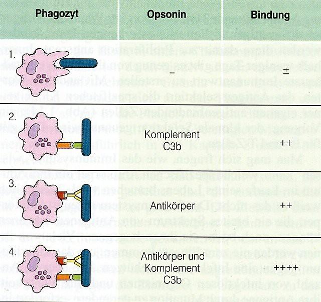 Phagozyten und Opsonierung Makrophagen und Granulozyten betreiben Phagozytose Verstärkung der Phagozytose