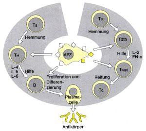 Zellinteraktionen bei der Immunantwort Antigenpräsentation durch APZ B-Zellen reagieren mit intaktem Antigen auf APZ Unterstützung durch CD4+-THelferzellen (TH) TH erkennen Antigen auf MHC II