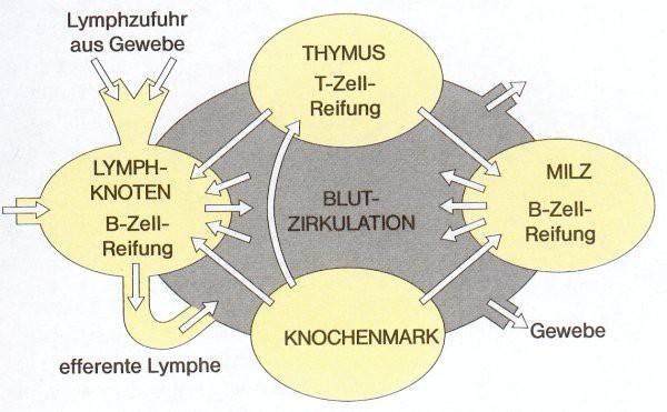 Zirkulation der Lymphozyten Lymphozyten wandern aus dem Knochenmark in die Reifungsorgane Thymus: T-Zellen Präselektion gegen körpereigene Antigene Milz, Lymphknoten: B-Zellen
