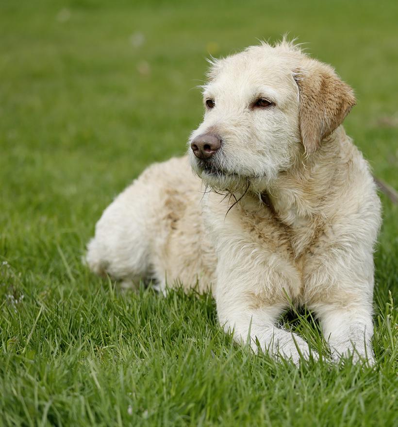 HAUTERKRANKUNGEN EIN UNTERSCHÄTZTES PROBLEM Das Fell von Hunden oder Katzen gilt als Spiegel ihrer Gesundheit. Im Idealfall ist es glänzend, dicht und widerstandsfähig.