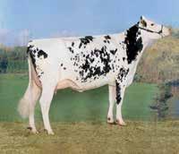 RZFund 123 Statt 28 nur auf der HolsteinVision für 19!