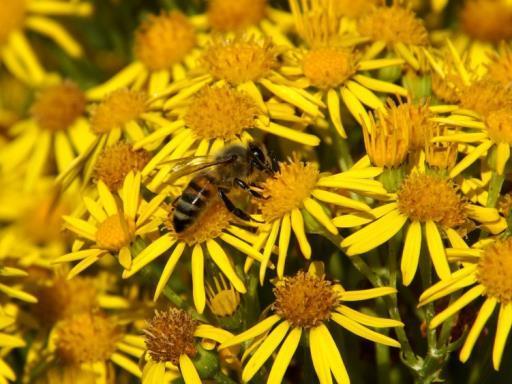 Projekt Blüten für Bienen Untersucht werden Ziel die Zusammenhänge zwischen dem Trachtangebot (JKK und Alternativen) im Umfeld eines Bienenstandes, dem Schleuderdatum des von diesem Stand gewonnenen