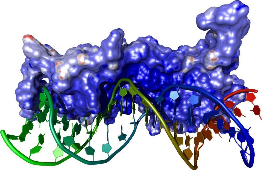 1. Übersicht der Anwendungsgebiete Computergrafik Simulation/Modellierung Datenverarbeitung Forschung Glucocorticoid Rezeptor (PDB ID: 1GLU) gebunden an seinem DNA Gegenstück).