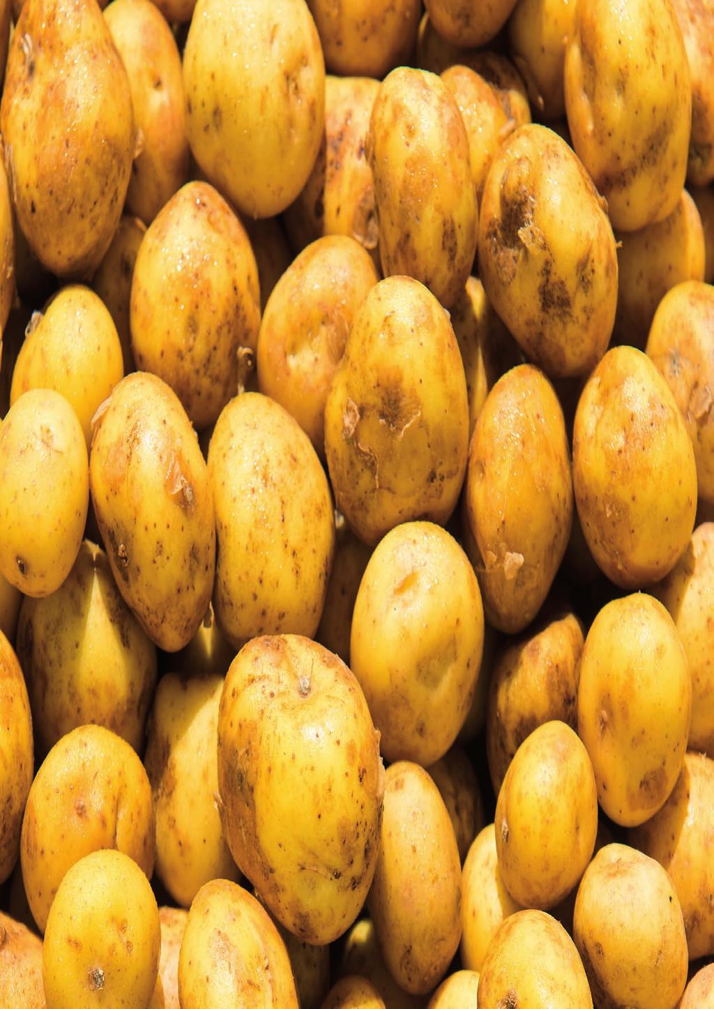 Überraschende Variationen zum Thema Herbstkartoffeln. Liebe Freunde und Mitköche, das wahre Gold der Inkas: die Kartoffel. Sie hat die Küchen der Welt erobert.