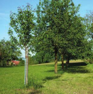 (Sorbus aucuparia), Speierling (Sorbus domestica), Elsbeere (Sorbus torminalis), Mispel (Mespilus germanica), Maulbeerbaum