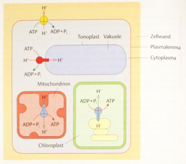 4. ATP-Synthase F-Typ-ATP-Synthasen der Chloroplasten und Mitochondrien