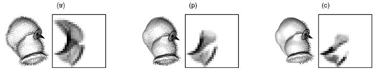 2. Oberflächenerkennung Parameter zur Spin Images Erzeugung Support Angle (AS) Maximalwinkel zwischen der Richtung der orientierten Punktbasis und der Oberflächennormalwertes der Punkte Bsp: Punkte A