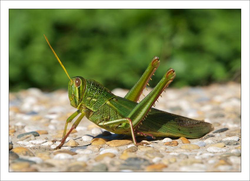 Bild der Woche Fast zehn Zentimeter groß ist dieser Grashüpfer, der sich in aller Ruhe nahe dem nördlichsten Punkt Taiwans fotografieren ließ.. Foto: Dirk Diestel 6fl., Nr.8, Lane 124 XingYi Rd.