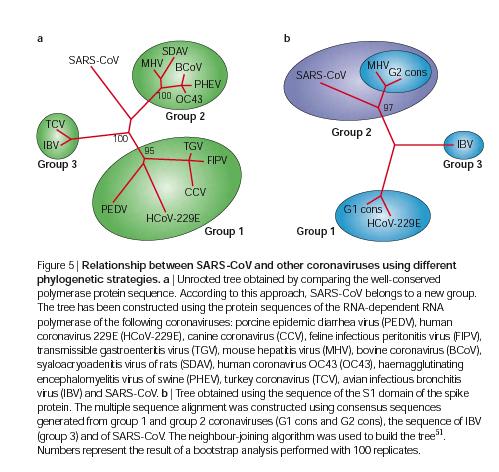 SARS-Verwandschaft RNA Polymerase (As) Spike Protein (As) Unterschiedliche Datensätze und Rekonstruktionsmethoden