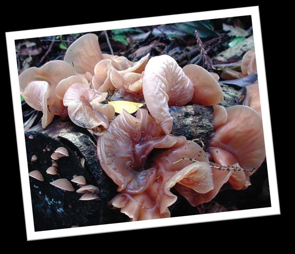 Heilpilze Auricularia Reduziert Tumorausbreitung über das Blut