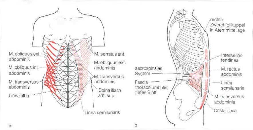 Ausgewählte funktionell- anatomische Aspekte von Rumpfmuskulatur und Wirbelsäule Seite 12 Bei der Ventralflexion gleitet dabei der obere zweier Wirbel nach ventral.