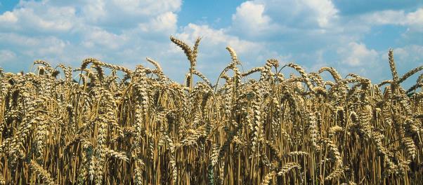 Weizen-Kurs MATIF Leitwährung für Braugerste: Vereinigt zahlreiche Preiseinflüsse, die auch für Braugerste gelten Europäische Leitbörse Allgemeine und transparente Zugänglichkeit