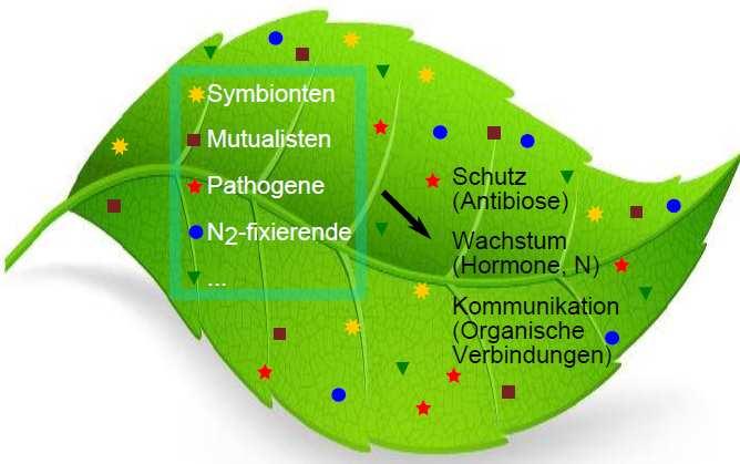 Im Arbeitspaket Mikrobiom fermentierter Lebensmittel wird die Biodiversität, welche in der Agroscope Stammsammlung (Liebefeld, Wädenswil) repräsentiert ist und die des Ökosystems Rohmilchkäse