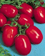 7701 SAN MARZANO 7702 MONTFAVET Peretti-Tomate, aromatischer