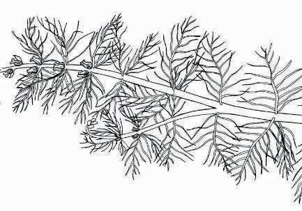 Myriophylliden Untergetauchte Makrophyten mit beblätterten Sprossen, Blätter zerteilt Apium, Hottonia, Myriophyllum, Oenanthe,