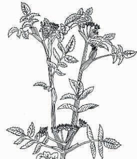 Stratiotes Graminoiden Süßgräser Agrostis,