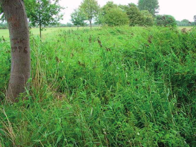 maxima, Impatiens glandulifera, Juncus effusus, Lycopus europaeus, Mentha aquatica, Mentha x verticillata, Myosotis scorpioides, Persicaria hydropiper, Petasites hybridus, Phalaris arundinaea,