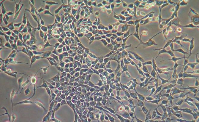 zwischen Nanomaterialen und Zellen.