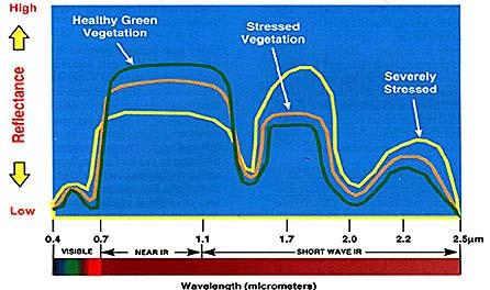 Spektrale Eigenschaften von Vegetation 5.