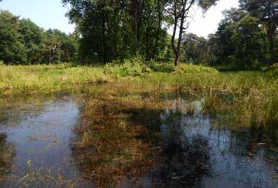 1 Flora und Vegetation Am Heidesee in der Kirchheller Heide wurde die Untersuchung der Uferflora und der aquatischen Makrophyten fortgeführt.