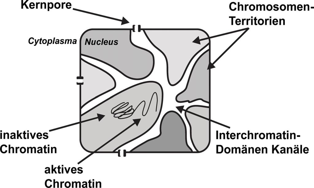 Einleitung Abb. 2.2: Interchromatin-Domänen-Kanäle.