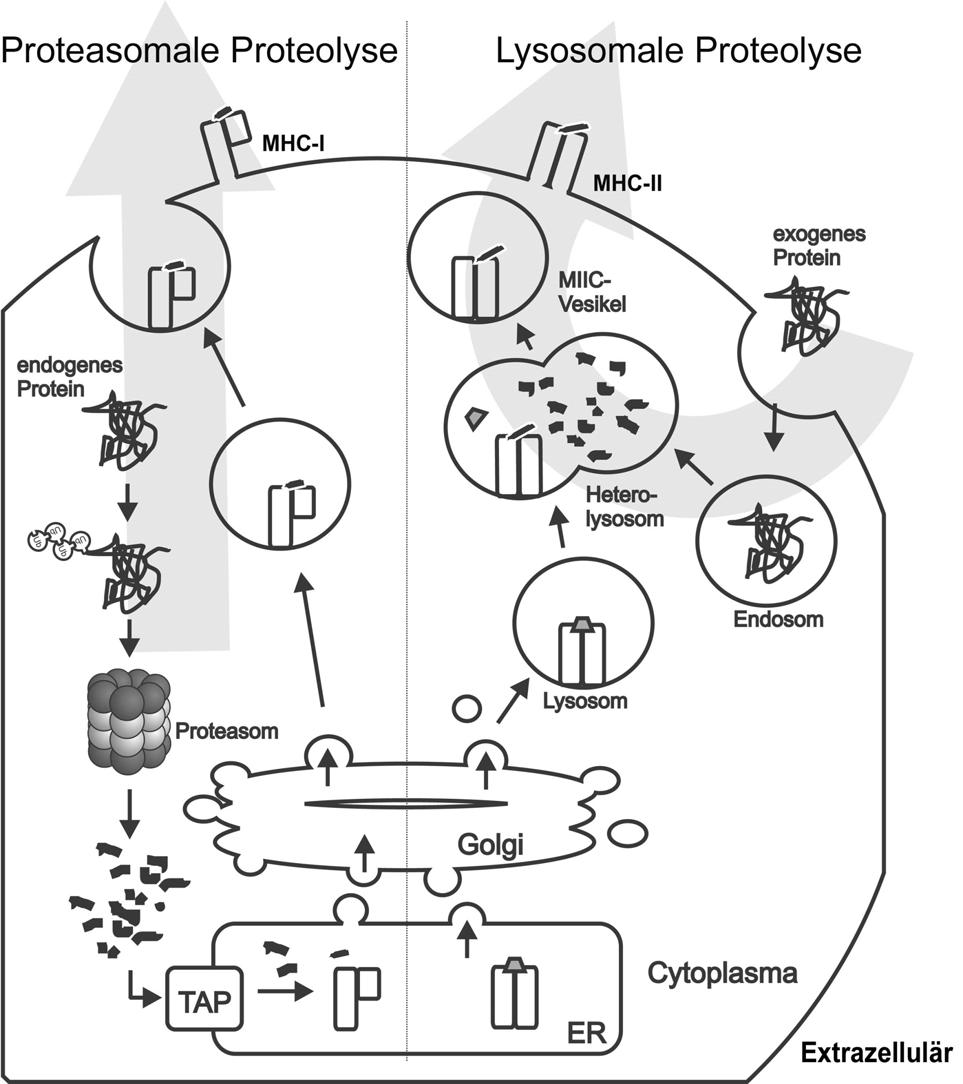 Einleitung Abb. 2.6: Lysosomale und proteasomale Proteindegradation in der Immunpräsentation. Linke Seite: Proteasomale Prozessierung endogener Proteine.