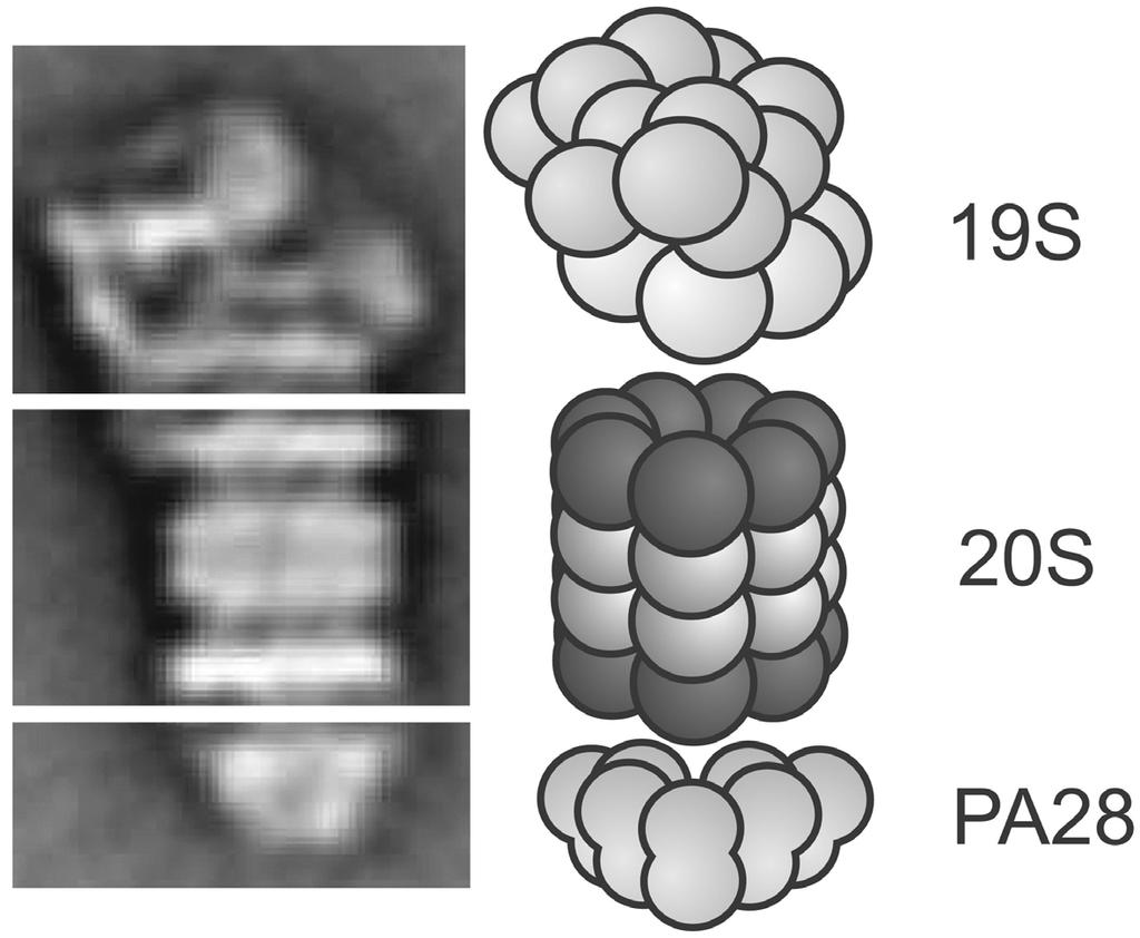 Einleitung Abb. 2.9: Der modulare Aufbau des Proteasoms. Elektronenmikroskopisches Bild (links (Cascio et al., 2002)) und Modell (rechts) der drei Module des intrazellulären Proteasoms.