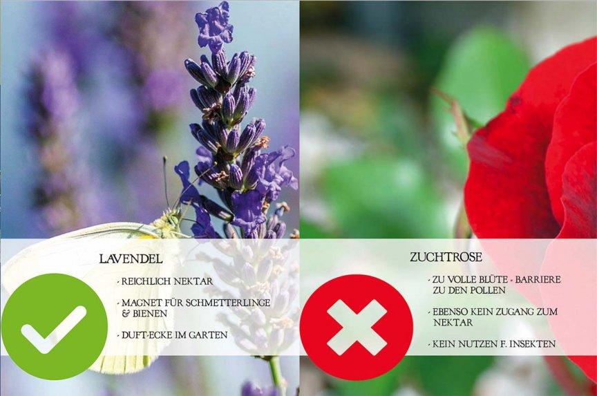 8 Betörender Lavendel versus Zuchtrosen Seinen Duft riecht man schon von Weitem und lockt nicht nur Bienen und Schmetterlinge an auch der Mensch erfreut sich über die Duftecke im Garten.