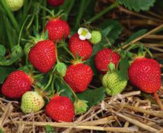16 FrüchteProfi PERFEKT FÜRS MÜESLI AROMAline Erdbeeren AROMAline Aussergewöhnlich köstlich. THULANA (S) mit Topfballen 12.
