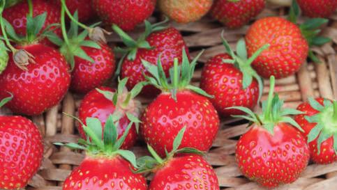 Aroma-Erdbeere aus Dresden-Pillnitz. Resistent gegen Wurzelpilze (Verticillium), robustes Blattwerk und sehr guter Geschmack der mittelgrossen, saftigsüssen Früchte.