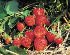 18 FrüchteProfi Klassische Erdbeeren Mai Mai GARIGUETTE mit Topfballen 12.90 per 6er Schale Die Delikatesserdbeere.