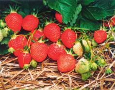 Mittlere der mittelgrossen, schön geformten Beeren. Ertragreich und robust. NERINA (S) Schwarze Erdbeere mit Topfballen 14.90 per 6er Schale Die schwarze Erdbeere!