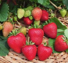 FrüchteProfi Express-Erdbeeren 25 HÄBERLI EXPRESS ERDBEEREN Für ganz Schnelle! Ein fertiges Produkt, von dem Sie sofort köstliche Erdbeeren ernten können.