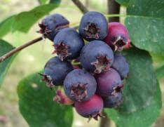 FrüchteProfi Wildobst & Spezialitäten 59 Aug. Aug. SLEYT Kanadische Blaubeere, Saskatoon (Amelanchier alnifolia) im 5 Liter Topf 38.