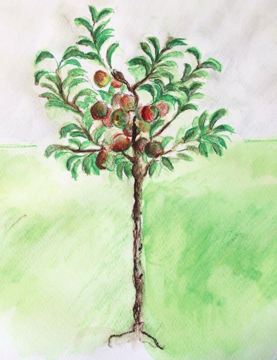 6 FrüchteProfi CRONY Mein kleiner Apfelbaum: Durch die besondere Vorkultur finden die neuen, at traktiven CRONY -Bäume auch im kleinsten Garten