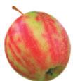 90 per Stück Ein kleiner Apfelbaum mit festen, saftigen Früchten und intensiv würzigem Aroma. Sehr beliebte Sorte! Mit sehr hohem Vitamin-C-Gehalt. Schorfresistent.