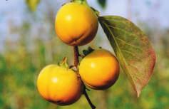 Ohne Samen werden die Früchte weich und süss. Selbstfruchtbar. Baum robust, winterhart bis 15 C. Sehr attraktiv mit seinem glänzenden Laub und den sich färbenden Früchten im Spätherbst.