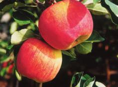 Mittelgrosser (Durchmesser 50 80 mm) Apfel mit gelber Schale, orangefarbener Backe und festem, weissem Fruchtfleisch. Aufrechter bis leicht überhängender Wuchs. Wenig anfällig für Schorf und Mehltau.